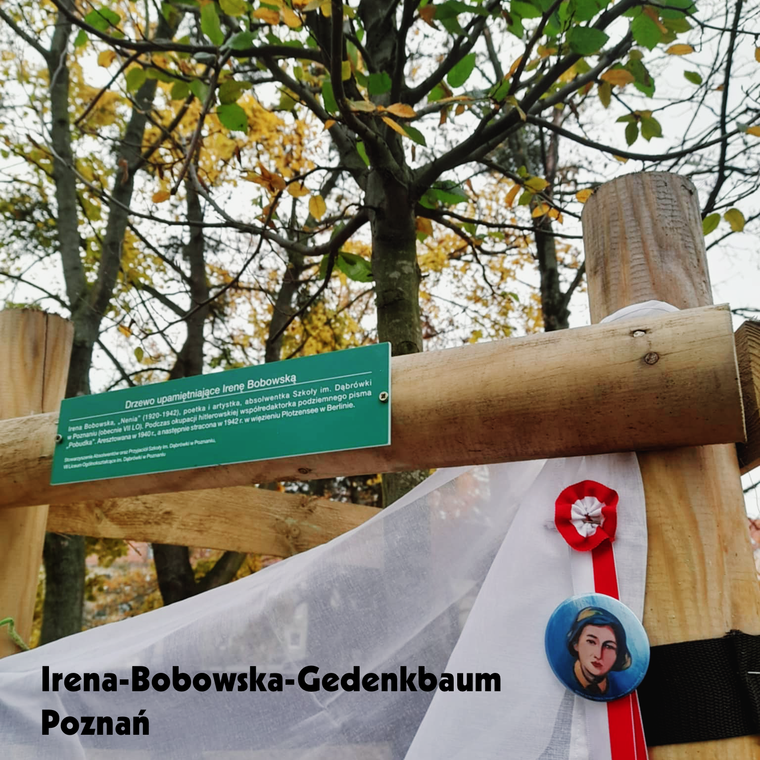 Irena-Bobowska-Gedenkbaum in Poznań | Drzewo Ireny Bobowskiej w Poznaniu